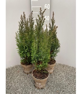 Ellwoodii Ø 13h 50