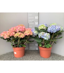 Hortensia mix  7 FL Ø 20 