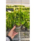 Dipladenia Diamantina Blanc Ø 10.5