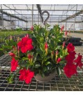 Dipladenia Suspension Ø 23 