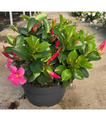 Dipladenia coupe Ø 26