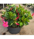 Dipladenia coupe Ø 26