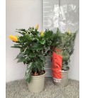 Hibiscus mix pot de 19