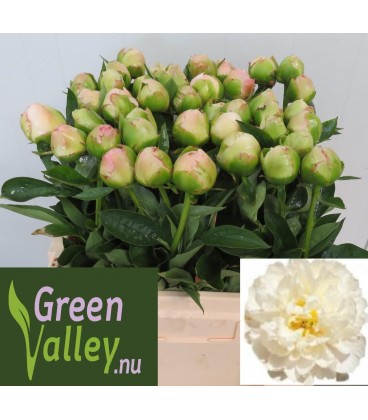 Pivoine Lin Full sail 55 cm