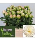 Pivoine Lin Full sail 55 cm