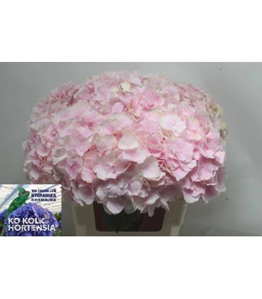 Hortensia Mag Ch Verena cl 50 cm