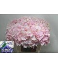 Hortensia Mag Ch Verena cl 50 cm