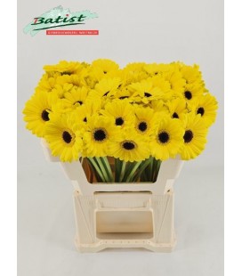 Germini Sunshine