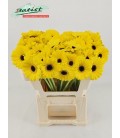 Germini Sunshine
