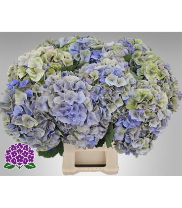 Hortensia My riviera cl 50 cm