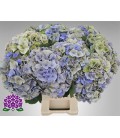 Hortensia My riviera cl 50 cm