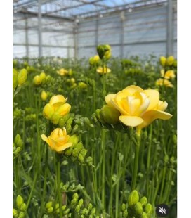 Freesia Du Mirage 65 Cm