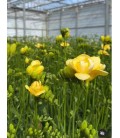 Freesia Du Mirage