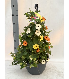 Thunbergia mix 3 coul Ø 30 h 65
