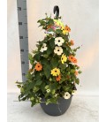 Thunbergia mix 3 coul Ø 30 h 65