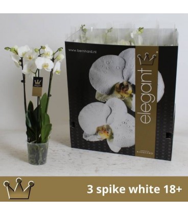Phalaeno Blanc Ø 12 h 60 3b