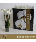 Phalaeno Blanc Ø 12 h 60 3b