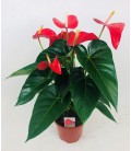 Anthurium Red Bull Ø 17