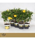 Mandevilla opale citrine Ø 15 h 45