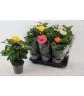 Hibiscus mix Ø 17 h 50