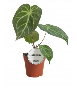 Anthurium ov Ø 12 h 35