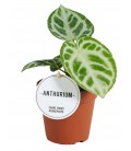 Anthurium Ov Mix Ø 12 h 25