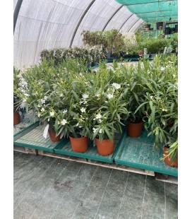 Laurier rose pot de 19 