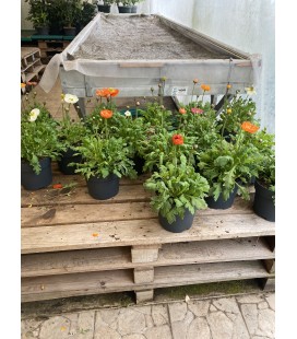 Pavot Nudicaule pot de 17