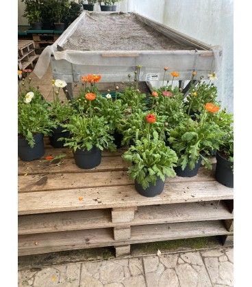 Pavot Nudicaule pot de 17