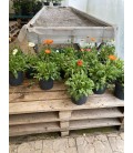Pavot Nudicaule pot de 17