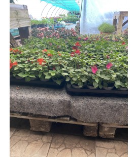 Impatiens walleriana Ø 09
