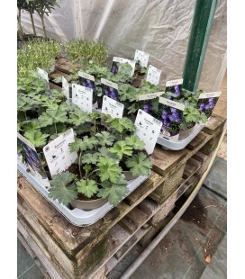 Geranium Rozanne Ø 12