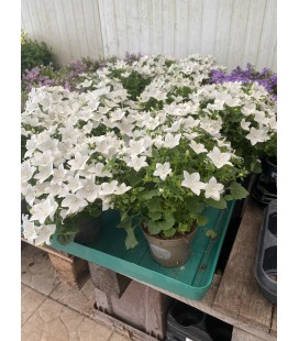Campanule Atlantic Blanche Ø 11