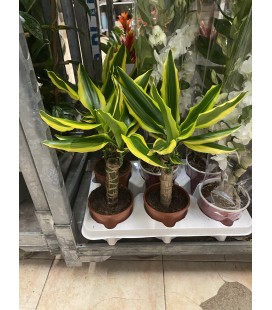 Dracaena Golden king Ø 11 h 40