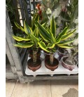 Dracaena Golden king Ø 11 h 40
