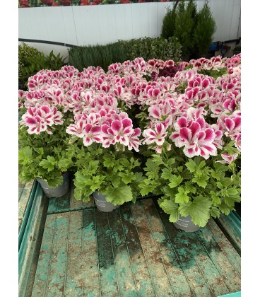 Pelargonium Bravo Ø 12
