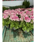 Pelargonium Bravo Ø 12