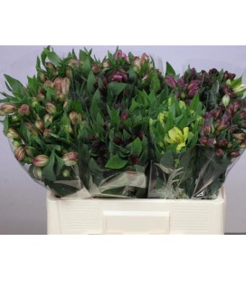 Alstromeria  mix Var 60 cm ( colom)