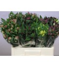 Alstromeria  mix Var 60 cm ( colom)