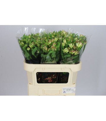 Alstromeria Lolea