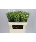 Alstromeria Lolea