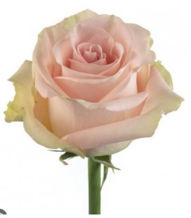 Rose equat Blessing 50cm x 25