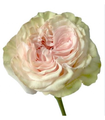 Rose equat Country Secret 50 cm x25
