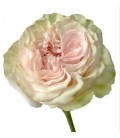 Rose equat Country Secret 50 cm x25