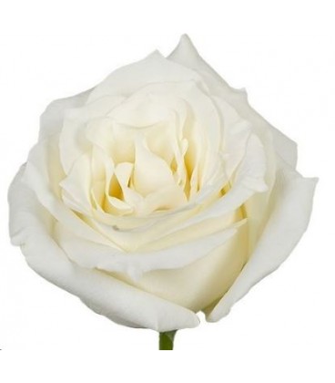 Rose equat Snowbliss 50 cm x 25