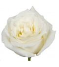 Rose equat Snowbliss 50 cm x 25