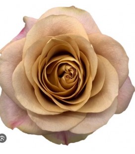 Rose Symbol 50 cm