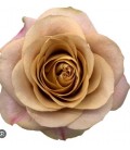 Rose Symbol 50 cm