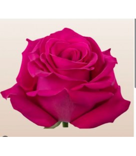 Rose Equat Pink Floyd 60 cm x 25
