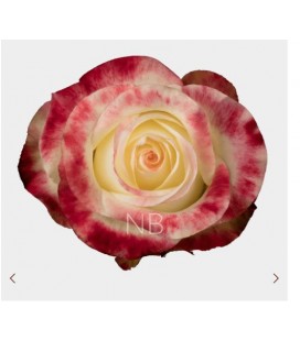 Rose Equateur  Aubade 50 cm x 12